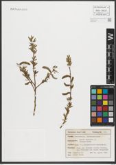 Foto von Salix purpurea L.